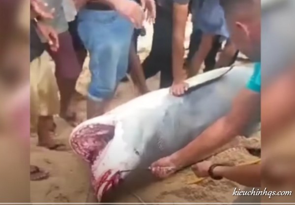 Video cu rechinul atacând Hurghada astăzi