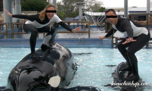 Dawn Brancheau Video Reddit: Tilikum kills coach in SeaWorld